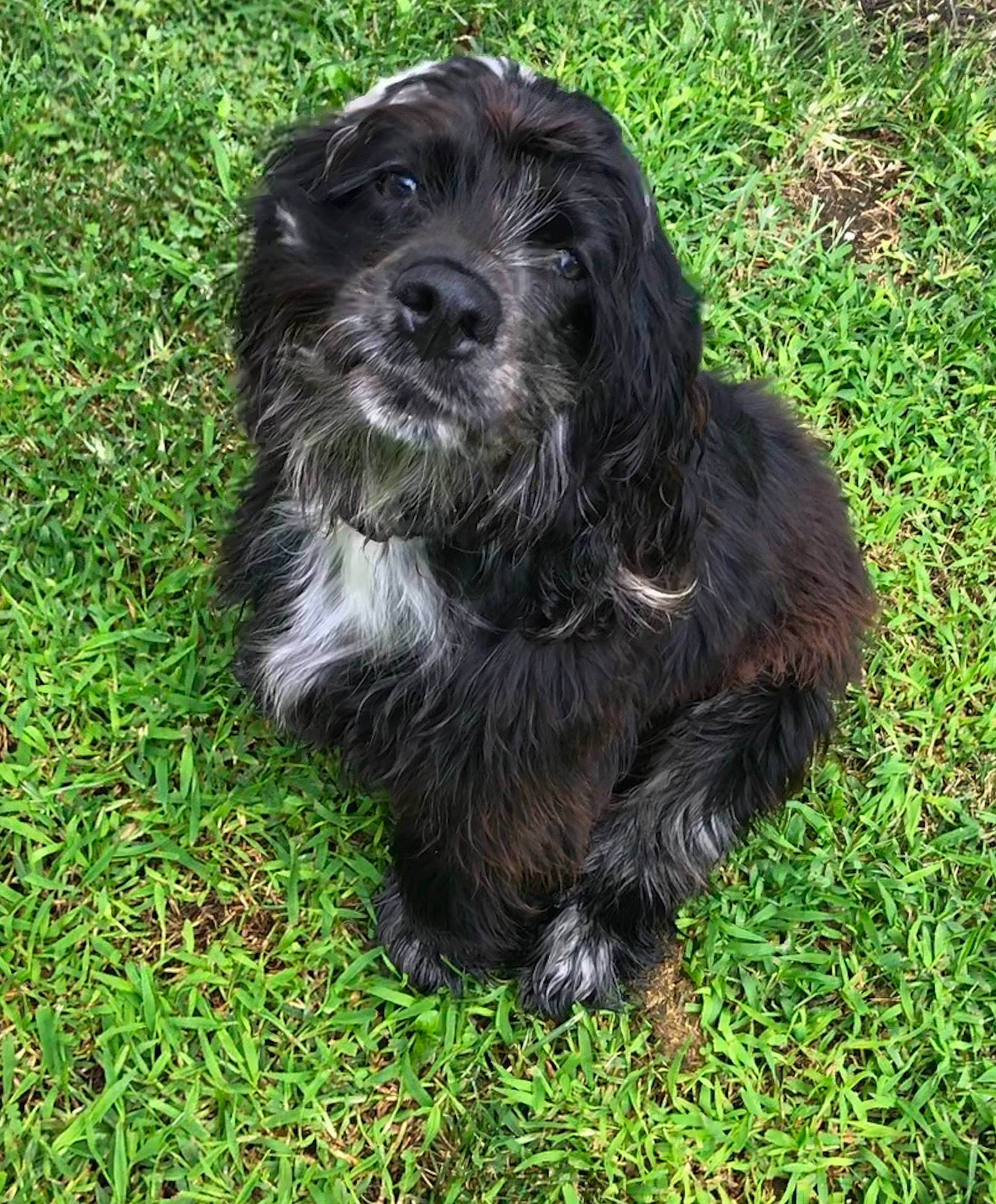 Nikki is registered to the contest to win money with this photo: canidae, cao_da_serra_de_aires, carnivore, cavapoo, cockapoo, cocker_spaniel, companion_dog, dog, dog_breed, grass, mammal, rare_breed_dog, schnoodle, spaniel, sporting_group, terrier, tibetan_terrier, vertebrate