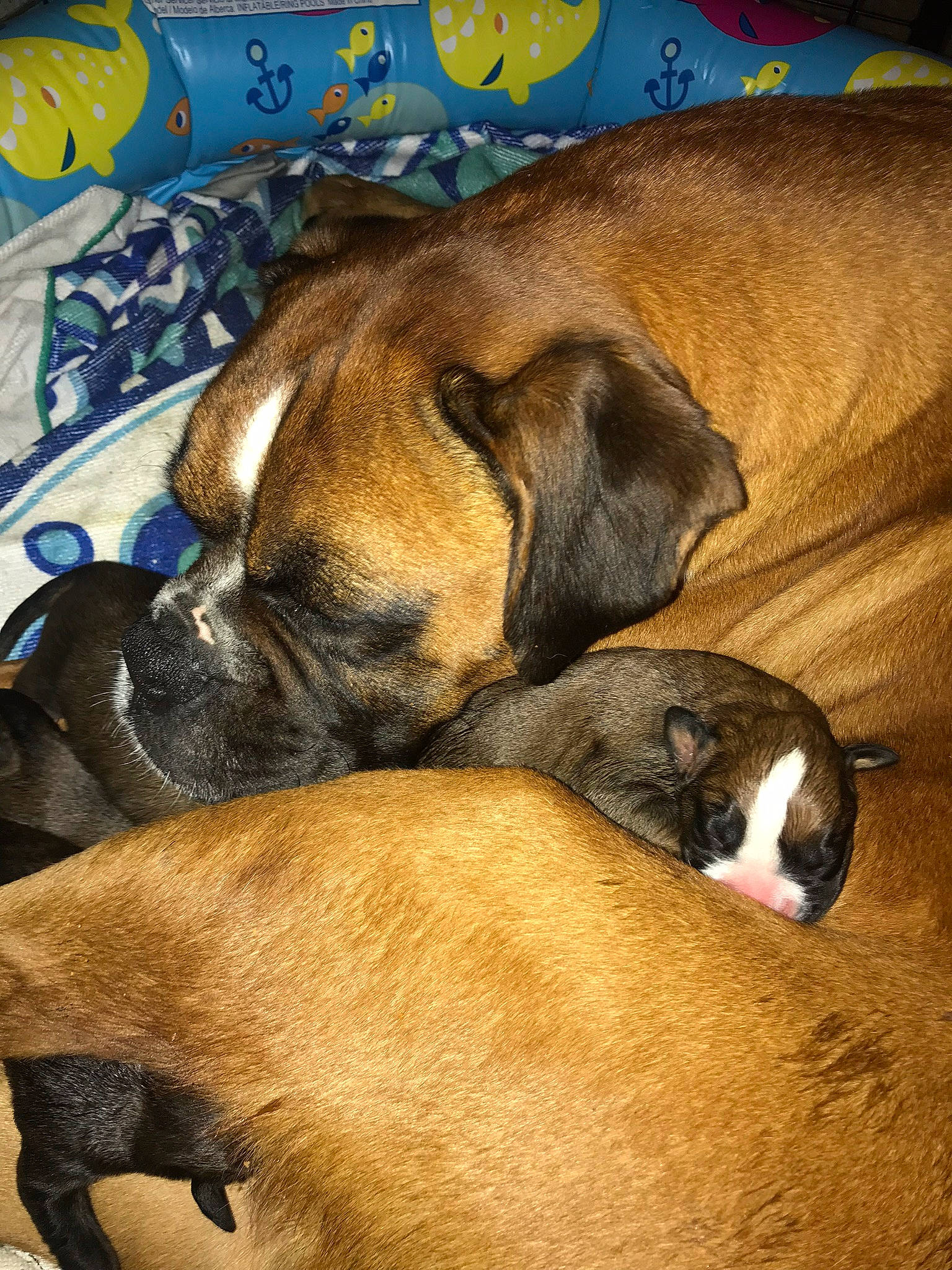 Keli joined the competition — help win amazing prizes! alano_espanol, boerboel, boxer, bullmastiff, canidae, carnivore, dog, dog_breed, fawn, mammal, puppy, snout, valley_bulldog, vertebrate