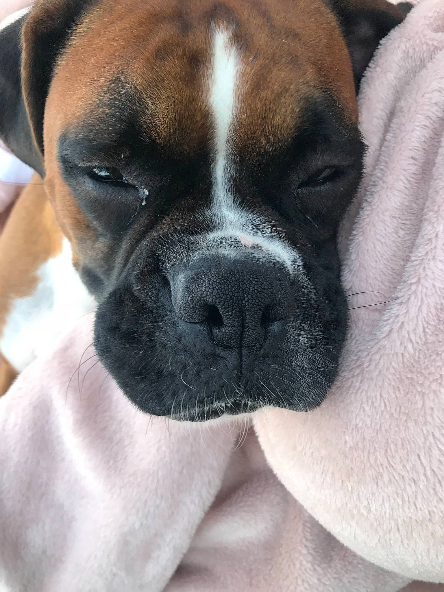 Keli is registered to the contest to win money with this photo: australian_bulldog, boxer, bulldog, bullmastiff, canidae, carnivore, companion_dog, dog, dog_breed, fawn, mammal, molosser, nose, old_english_bulldog, olde_english_bulldogge, rare_breed_dog, snout, sporting_group, valley_bulldog, vertebrate