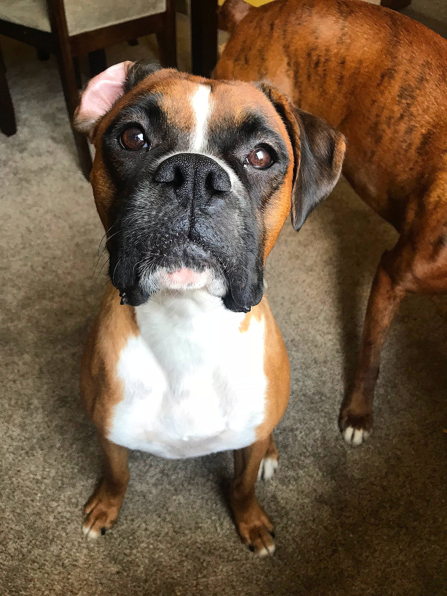 Keli is registered to the contest to win money with this photo: ancient_dog_breeds, boxer, bulldog, bullmastiff, canidae, carnivore, companion_dog, dog, dog_breed, fawn, mammal, molosser, old_english_bulldog, olde_english_bulldogge, rare_breed_dog, renascence_bulldogge, snout, sporting_group, valley_bulldog, vertebrate