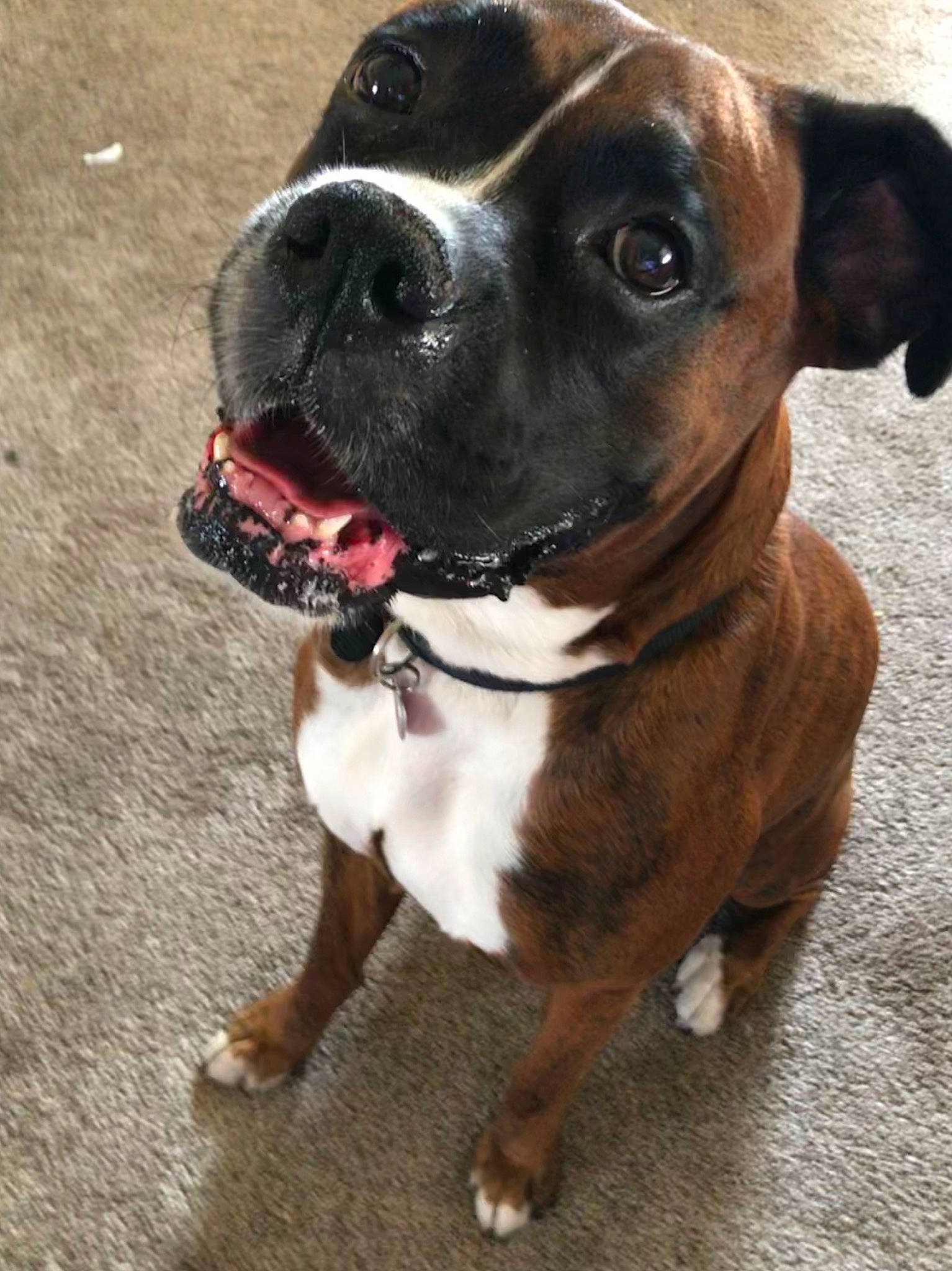 Pedro is registered to the contest to win money with this photo: american_pit_bull_terrier, boxer, canidae, carnivore, collar, companion_dog, dog, dog_breed, dog_collar, fawn, mammal, molosser, nose, pit_bull, rare_breed_dog, snout, sporting_group, valley_bulldog, vertebrate, working_dog