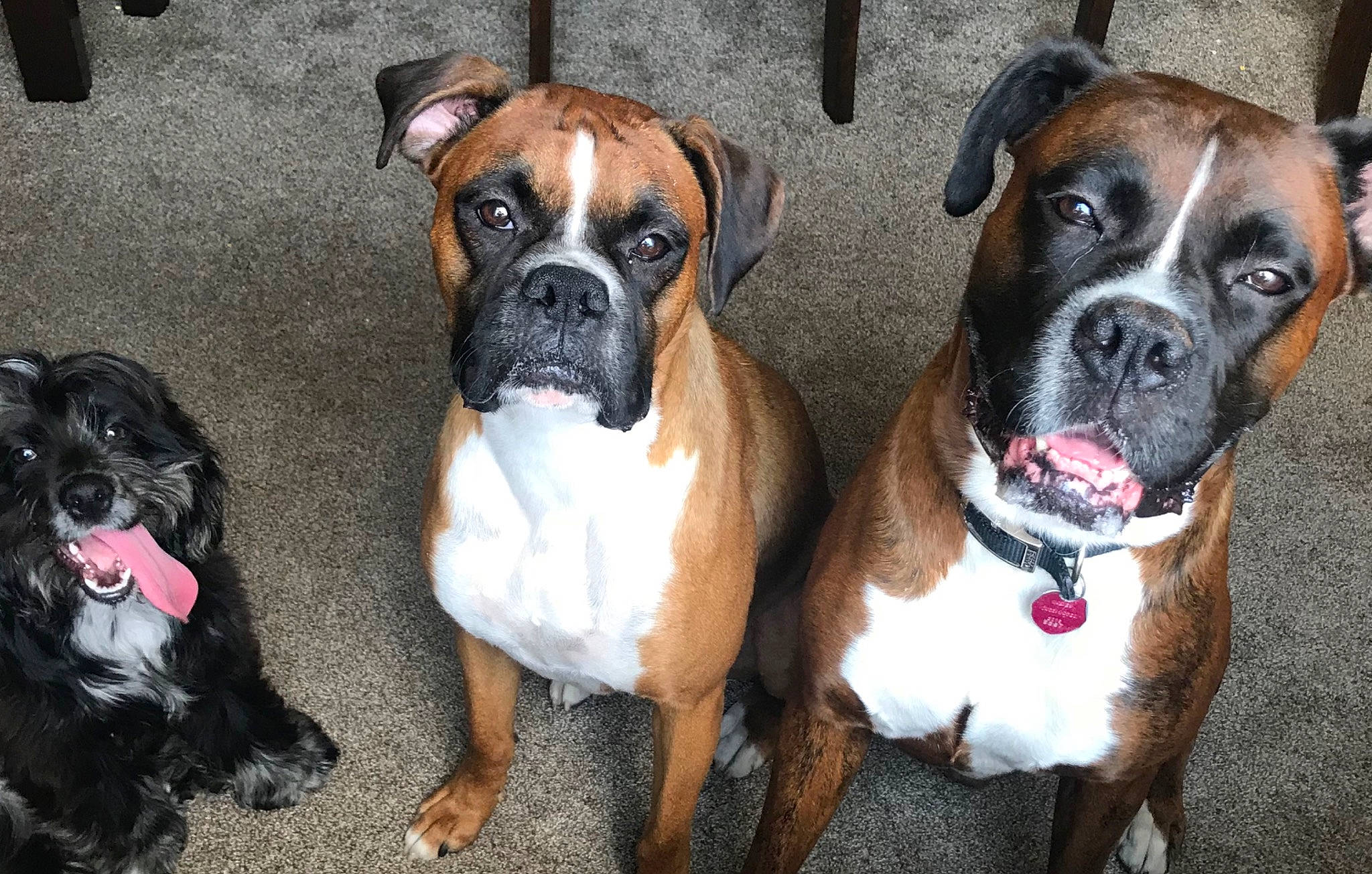 Pedro joined the competition — help win amazing prizes! ancient_dog_breeds, boerboel, boxer, bullmastiff, canidae, carnivore, companion_dog, dog, dog_breed, fawn, mammal, molosser, non_sporting_group, olde_english_bulldogge, rare_breed_dog, snout, sporting_group, valley_bulldog, vertebrate, working_dog