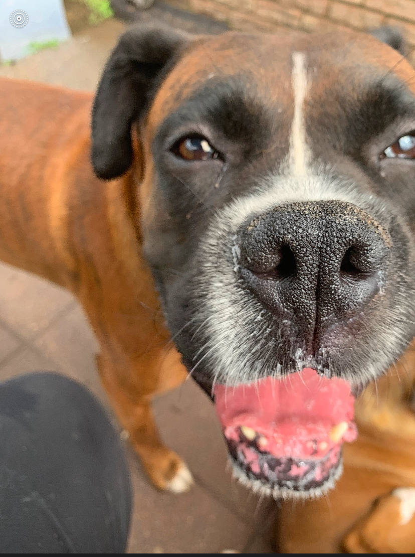 Pedro joined the competition — help win amazing prizes! boerboel, boxer, bullmastiff, cane_corso, canidae, carnivore, dog, dog_breed, fawn, giant_dog_breed, mammal, molosser, nose, rare_breed_dog, snout, sporting_group, tosa, whiskers, working_dog