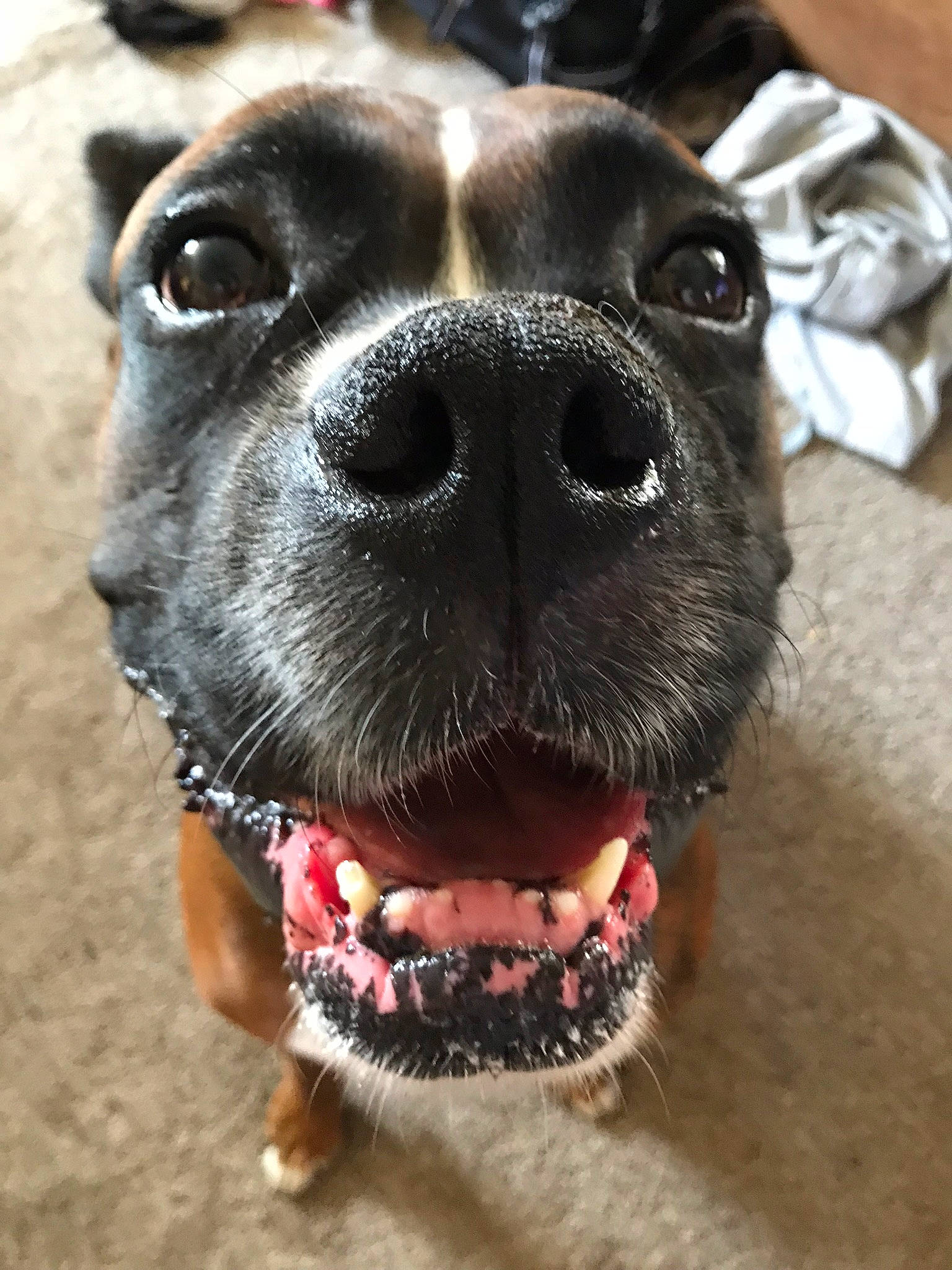 Pedro is registered to the contest to win money with this photo: american_pit_bull_terrier, american_staffordshire_terrier, boxer, canidae, carnivore, dog, dog_breed, fawn, head, jaw, mammal, non_sporting_group, nose, pit_bull, puppy, snout, sporting_group, staffordshire_bull_terrier, valley_bulldog, whiskers