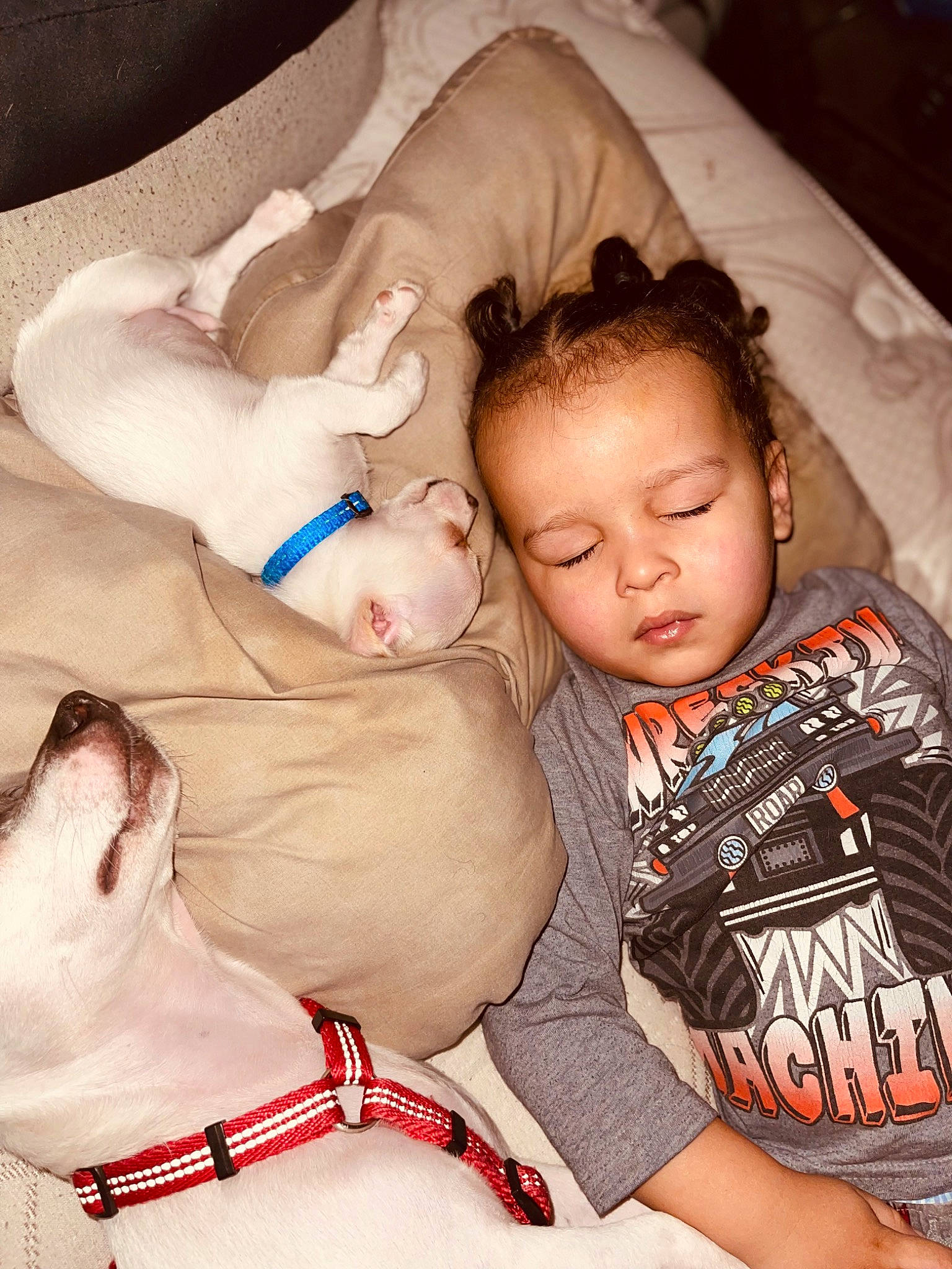 Dezmond Wallen joined the competition — help win amazing prizes! abdomen, arm, baby, baby_sleeping, baby_toddler_clothing, carnivore, child, comfort, companion_dog, dog, dog_breed, dog_collar, happy, head, human_leg, mammal, person, skin, toddler, trunk