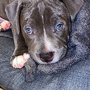 Titann participe au concours pour gagner de l'argent avec cette photo : puppy, dog, close_up, gray_fur, blue_eyes, blanket, resting, indoors, pet, young_dog, cute, animal, paw, collar, fur_texture, lying_down, looking_at_camera, cozy, domestic, companion