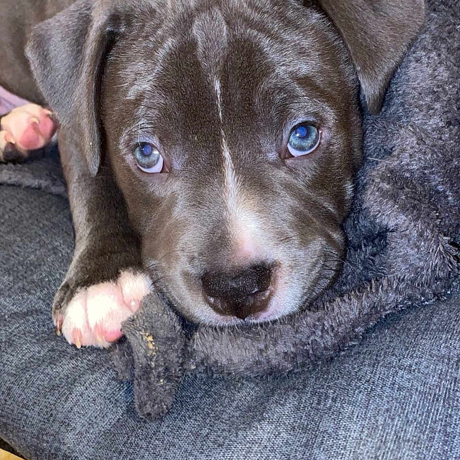 Titann participe au concours pour gagner de l'argent avec cette photo : animal, blanket, blue_eyes, close_up, collar, companion, cozy, cute, dog, domestic, fur_texture, gray_fur, indoors, looking_at_camera, lying_down, paw, pet, puppy, resting, young_dog