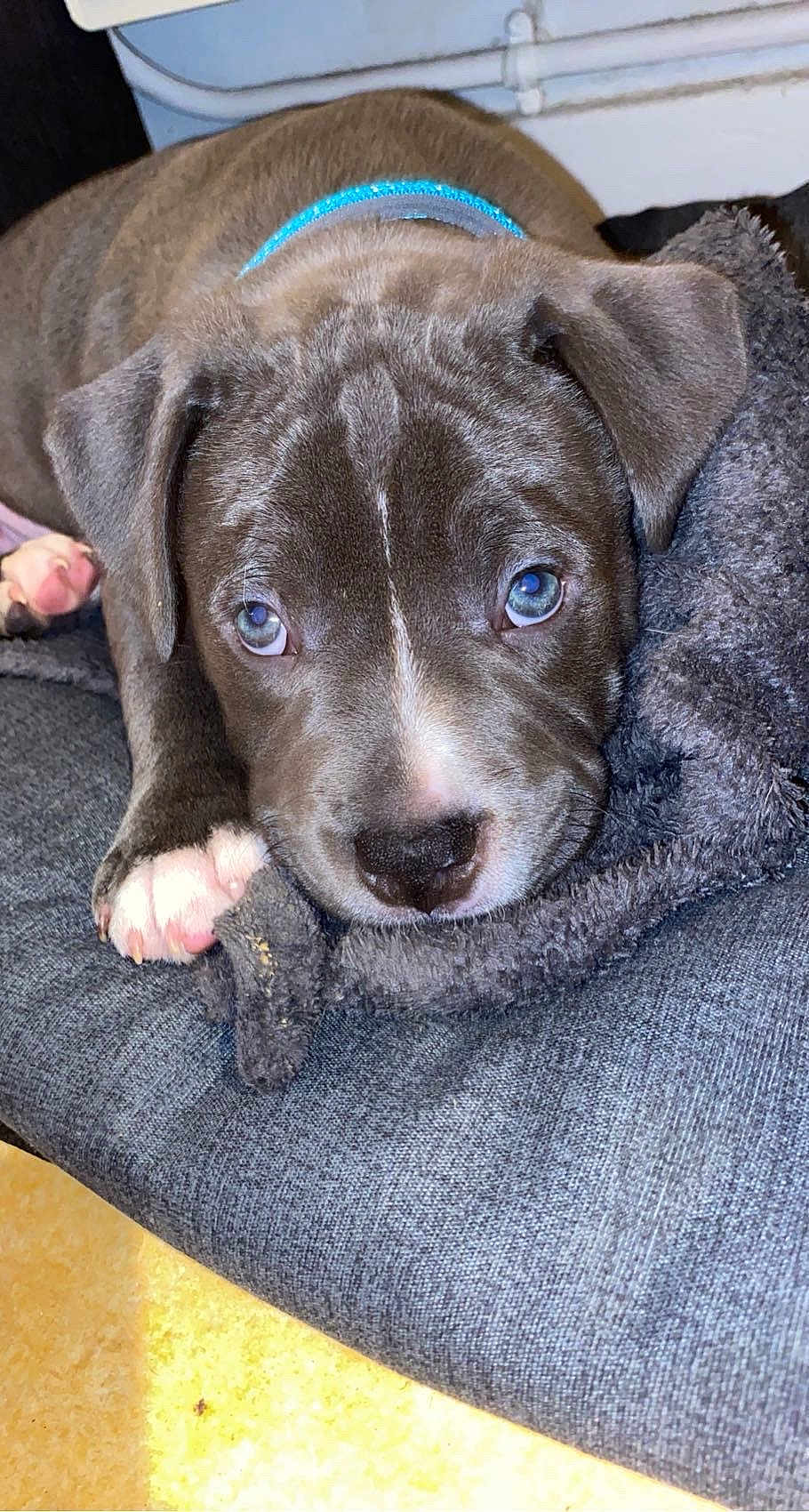 Titann participe au concours pour gagner de l'argent avec cette photo : puppy, dog, close_up, gray_fur, blue_eyes, blanket, resting, indoors, pet, young_dog, cute, animal, paw, collar, fur_texture, lying_down, looking_at_camera, cozy, domestic, companion