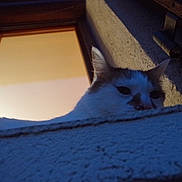 Patou participe au concours pour gagner de l'argent avec cette photo : animal, blue, calm, cat, closeup, curious, domestic, ears, evening, face, feline, indoor, ledges, light, orange, pet, quiet, shadow, whiskers, window