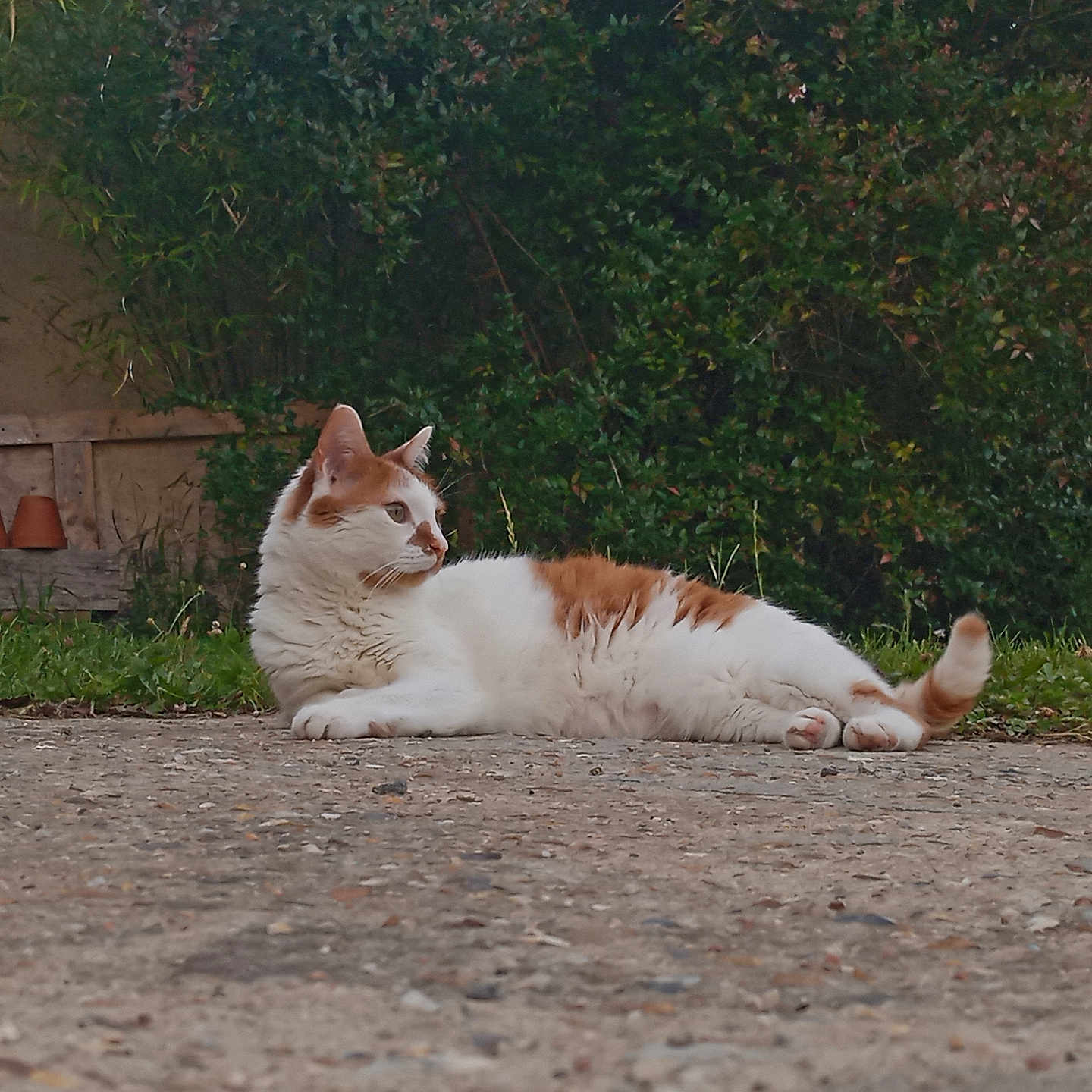 Patou a rejoint le concours — aidez-le/la à gagner de superbes lots ! animal, bench, cat, clay_pots, concrete, daylight, feline, fur, garden, ginger, grass, greenery, lounging, nature, outdoor, peaceful, pet, relaxed, side_view, white