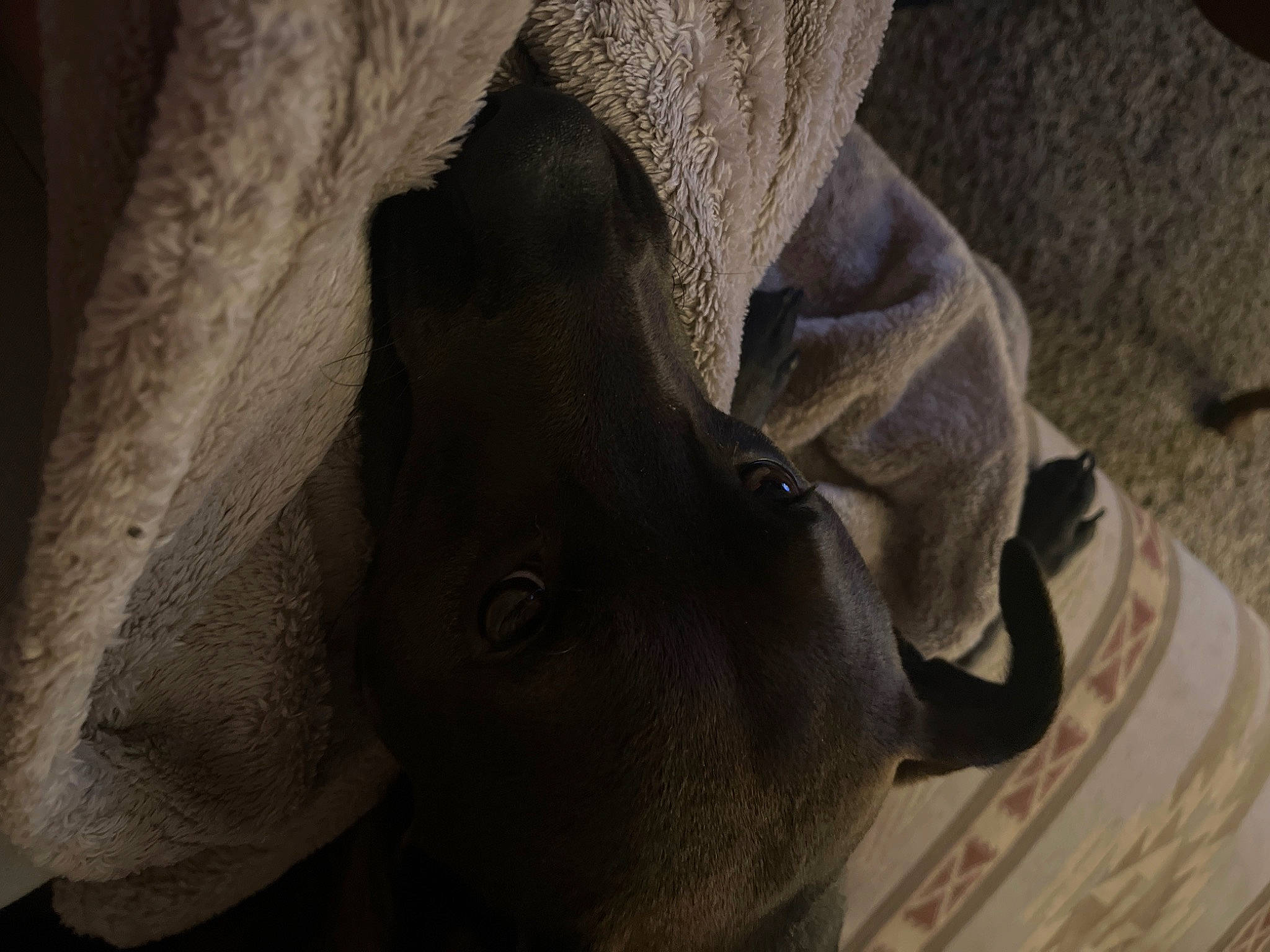 Grizzly is registered to the contest to win money with this photo: african_elephant, elephant, elephants_and_mammoths, eyelash, fawn, grey, human_leg, indian_elephant, jaw, landscape, livestock, pack_animal, rock, sculpture, snout, terrestrial_animal, wildlife, wood, working_animal, wrinkle