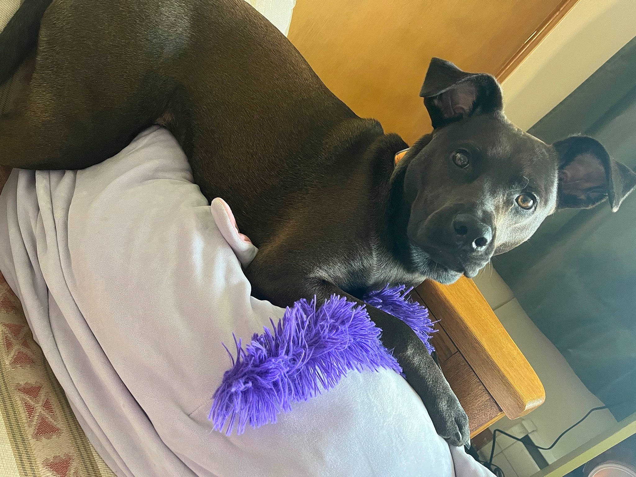 Grizzly is registered to the contest to win money with this photo: canidae, carnivore, comfort, companion_dog, dog, dog_breed, electric_blue, felidae, fur, guard_dog, linens, non_sporting_group, personal_protective_equipment, purple, schipperke, snout, sporting_group, toy_dog, whiskers, working_animal