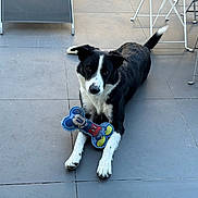 Twist a rejoint le concours — aidez-le/la à gagner de superbes lots ! animal, black_and_white, black_fur, bone_shaped_toy, chair, dog, domestic_dog, ears_up, floor, laying_down, looking, mickey_mouse, outdoor, patio, pet, playful, table, tile, toy, white_paws