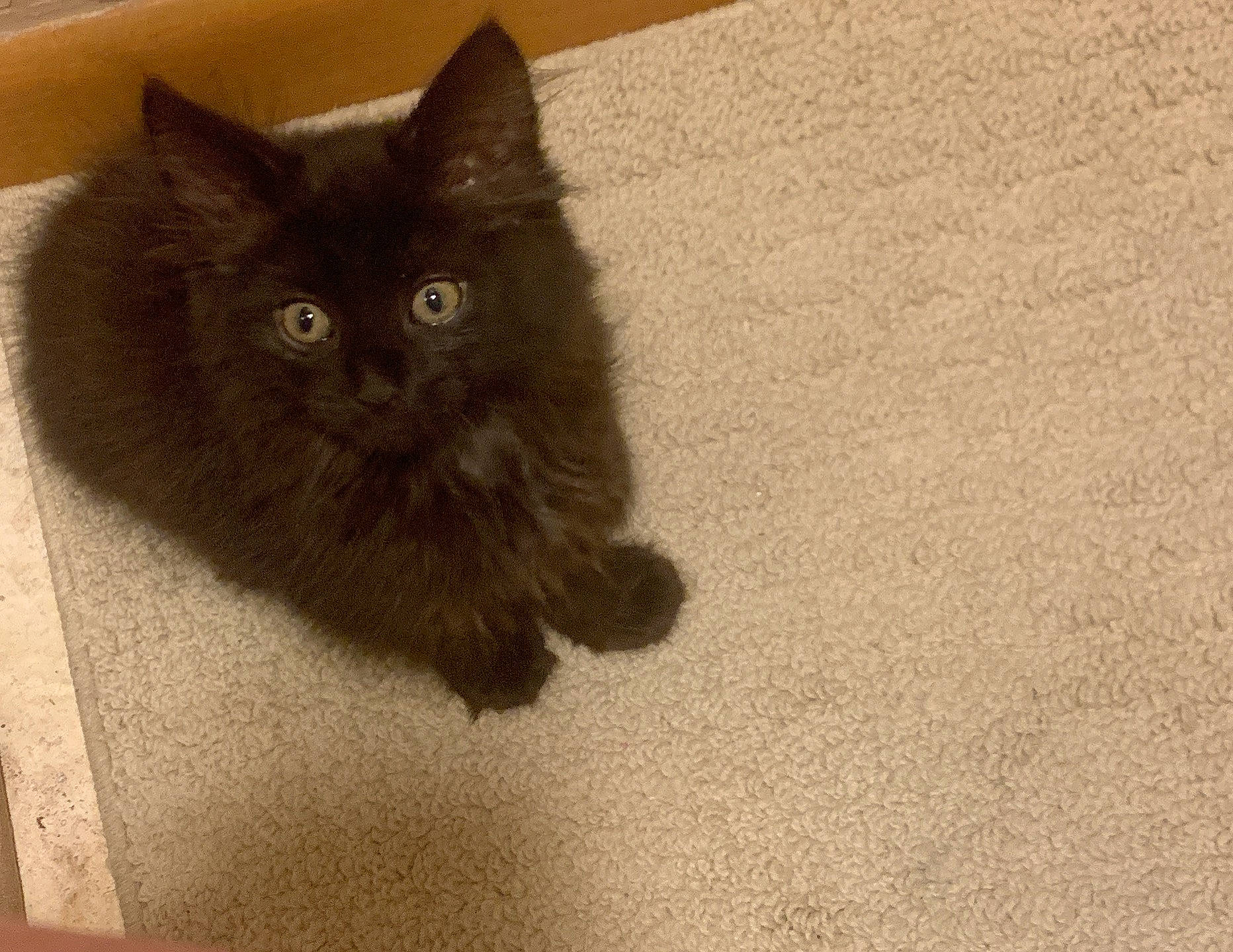 Casper is registered to the contest to win money with this photo: black_cat, carnivore, cat, claw, comfort, domestic_short_haired_cat, fawn, felidae, flooring, fur, hardwood, iris, paw, road_surface, small_to_medium_sized_cats, snout, tail, terrestrial_animal, whiskers, wood