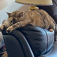 Karma joined the competition — help win amazing prizes! animal, cat, comfort, cozy, domestic, feline, fur, furniture, home, household_item, indoor, lamp, leather_chair, mammal, paws, pet, relaxed, resting, sleeping, whiskers