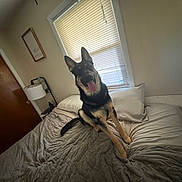 Bruno is registered to the contest to win money with this photo: dog, german_shepherd, bed, blanket, pillow, window, blinds, lamp, door, wall_art, room, indoor, pet, canine, tongue_out, fur, ears, head, sitting, cozy