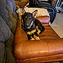 Bruno is registered to the contest to win money with this photo: german_shepherd, puppy, dog, pet_bed, brown_leather, couch, living_room, recliner, carpet, furniture, blanket, cozy, indoor, animal, young_dog, ears, fur, eyes, resting, cute
