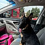 Bruno joined the competition — help win amazing prizes! dog, german_shepherd, puppy, car_interior, passenger_seat, pink_bag, tongue_out, window, gas_station, seatbelt, door_handle, seat, collar, black_and_tan, pet, vehicle, happy, young_dog, inside_car, daytime
