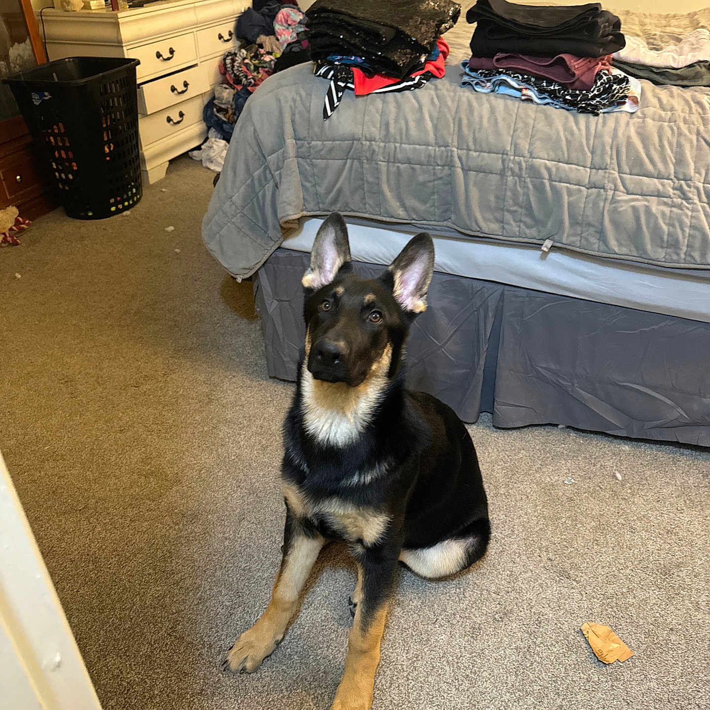 Bruno
