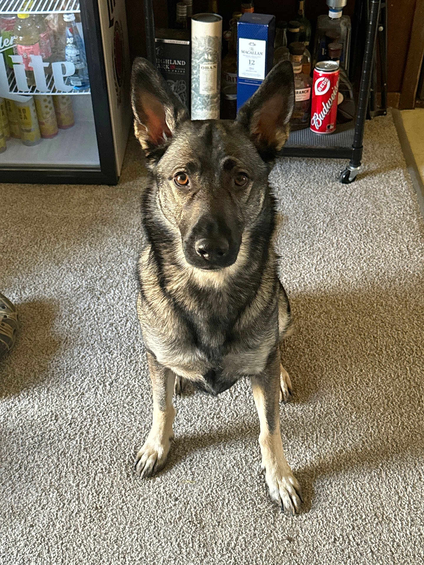 Gracie Lou