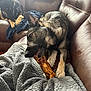 Gracie Lou is registered to the contest to win money with this photo: dog, chewing, bone, toy, couch, leather, blanket, indoor, pet, canine, relaxing, brown, gray, fur, ears, paws, comfort, home, animal, resting