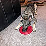 Gracie Lou joined the competition — help win amazing prizes! dog, frisbee, carpet, indoor, black_leather_chair, cardboard_boxes, pet, animal, canine, playful, ears, paws, toy, resting, living_room, home, flash_reflection, fur, cute, lying_down