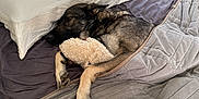 Gracie Lou joined the competition — help win amazing prizes! dog, bed, blanket, pillow, stuffed_animal, resting, indoor, cozy, sleeping, fur, pet, domestic_animal, calm, window, gray, fabric, comfort, relaxation, animal, quiet