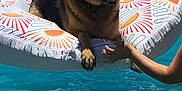 Baxter is registered to the contest to win money with this photo: dog, german_shepherd, inflatable_float, pool, water, summer, pet, animal, licking, floating, outdoor, sunny, hand, relaxing, recreation, colorful, fun, canine, swimming_pool, leisure