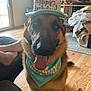 dog, german_shepherd, birthday_hat, birthday_bandana, tongue_out, indoor, wooden_floor, sofa, blanket, person_feet, living_room, pet, celebration, happy, canine, fur, animal, cute, home, companion