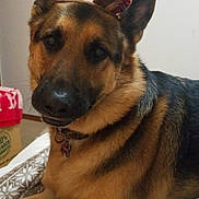 Baxter joined the competition — help win amazing prizes! dog, german_shepherd, pet, animal, indoor, bed, blanket, reindeer_antlers, costume, fur, ears, collar, brown, black, canine, holiday, festive, cute, resting, portrait