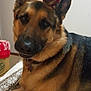 dog, german_shepherd, pet, animal, indoor, bed, blanket, reindeer_antlers, costume, fur, ears, collar, brown, black, canine, holiday, festive, cute, resting, portrait