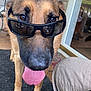 dog, german_shepherd, sunglasses, tongue_out, porch, people, adult, smiling, outdoor, wood_floor, chair, window, door, pet, closeup, animal, happy, funny, casual, sunlight