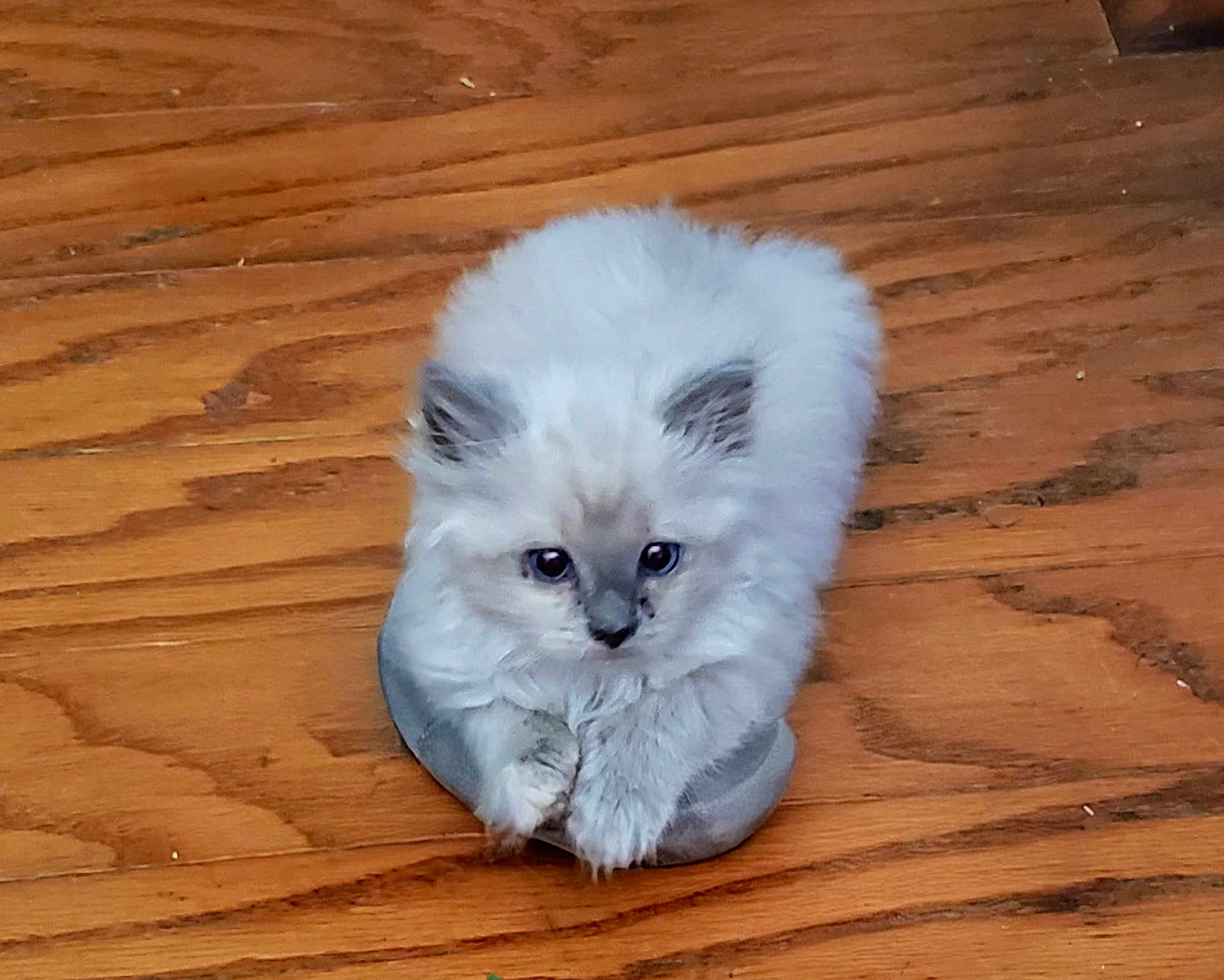 Charlie is registered to the contest to win money with this photo: kitten, cat, fluffy, white, ears, paws, wooden_floor, cute, pet, animal, small, fur, indoor, young, curious, sitting, domestic, whiskers, face, floor