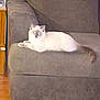 Charlie is registered to the contest to win money with this photo: animal, armchair, calm, cat, cozy, domestic, eyes_glowing, feline, fluffy, furniture, gray, home, indoor, living_room, lounging, pet, relaxed, resting, white, wooden_floor