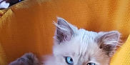 Charlie is registered to the contest to win money with this photo: kitten, cat, blue_eyes, fluffy, yellow_cushion, pet, feline, cute, indoor, relaxed, small_paws, cozy, soft_fur, animal, resting, close_up, young_animal, domestic_cat, furry, comfort