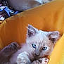 animal, blue_eyes, cat, close_up, comfort, cozy, cute, domestic_cat, feline, fluffy, furry, indoor, kitten, pet, relaxed, resting, small_paws, soft_fur, yellow_cushion, young_animal