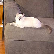 Charlie is registered to the contest to win money with this photo: animal, armchair, calm, cat, cozy, domestic, eyes_glowing, feline, fluffy, furniture, gray, home, indoor, living_room, lounging, pet, relaxed, resting, white, wooden_floor