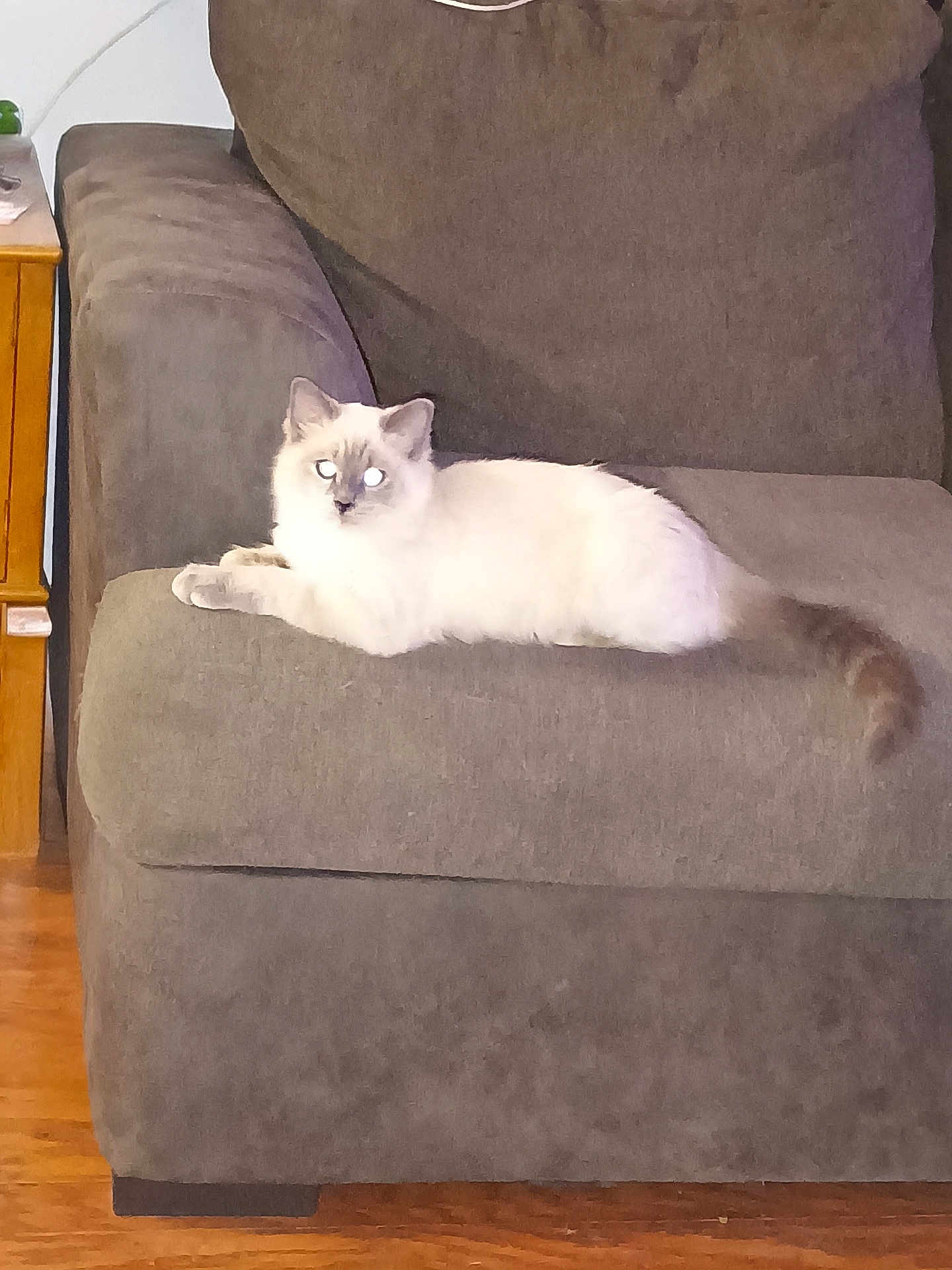 Charlie is registered to the contest to win money with this photo: animal, armchair, calm, cat, cozy, domestic, eyes_glowing, feline, fluffy, furniture, gray, home, indoor, living_room, lounging, pet, relaxed, resting, white, wooden_floor