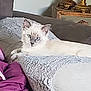 Charlie is registered to the contest to win money with this photo: cat, fluffy, blue_eyes, couch, cushion, indoor, relaxing, pet, feline, cream_color, purple_blanket, decor, golden, home, cozy, fur, animal, laying, domestic, comfortable