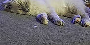 Charlie is registered to the contest to win money with this photo: animal, cat, cozy, cute, domestic, fluffy, fur, gray, home, indoor, kitten, mammal, paw, pet, relaxing, resting, sleeping, soft, white, young