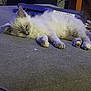Charlie is registered to the contest to win money with this photo: kitten, cat, sleeping, fluffy, gray, white, paw, indoor, resting, pet, animal, fur, cute, cozy, soft, home, relaxing, mammal, domestic, young