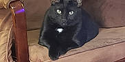 Oliver joined the competition — help win amazing prizes! animal, black_cat, brown, cat, chair, cozy, cushion, cute, domestic_animal, ears, feline, furniture, green_eyes, indoor, living_room, paw, pet, relaxed, resting, wood
