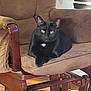 animal, black_cat, brown, cat, chair, cozy, cushion, cute, domestic_animal, ears, feline, furniture, green_eyes, indoor, living_room, paw, pet, relaxed, resting, wood