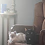 animal, armchair, black_cat, brown_furniture, cat, cats, companion, cozy, cute, domestic_animal, eyes, feline, fluffy, household, indoor, pets, relaxed, resting, sitting, white_cat