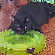 Oliver is registered to the contest to win money with this photo: animal, black_cat, cat, cord, domestic, ears, eyes, feline, floor, green_toy, household, indoor, laundry_basket, pet, playful, purple_ball, relaxed, resting, toy, wooden_floor