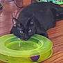 animal, black_cat, cat, cord, domestic, ears, eyes, feline, floor, green_toy, household, indoor, laundry_basket, pet, playful, purple_ball, relaxed, resting, toy, wooden_floor