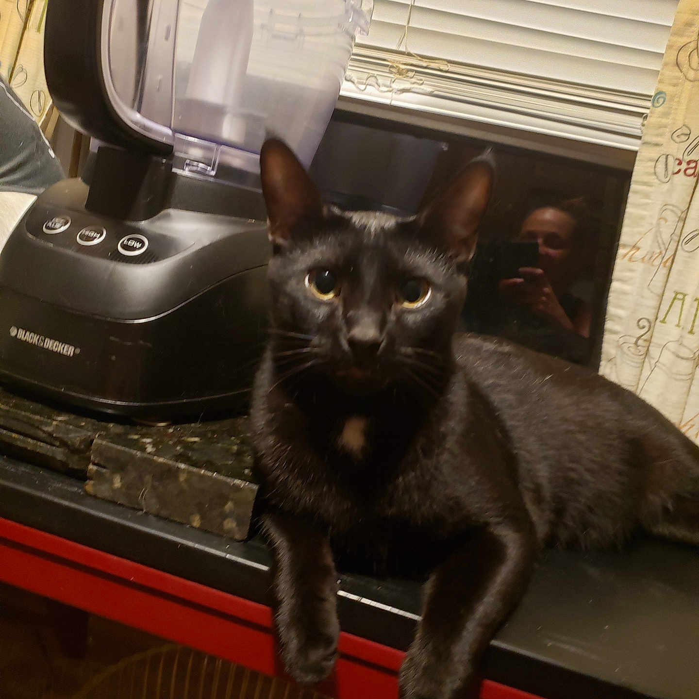 Oliver joined the competition — help win amazing prizes! abyssinian, adult, animal, appliance, blackcat, blender, cat, device, electricaldevice, electronics, face, female, head, manx, mixer, mobilephone, person, pet, phone, woman