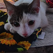 Franklin is registered to the contest to win money with this photo: cat, animal, pet, indoor, resting, curious, closeup, face, fur, ears, whiskers, table, fabric, pattern, sunflower, cute, domestic, mammal, young, sleepy