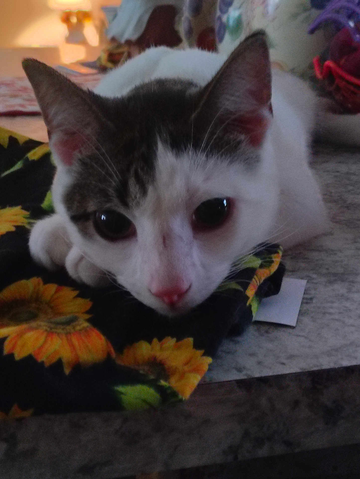 Franklin