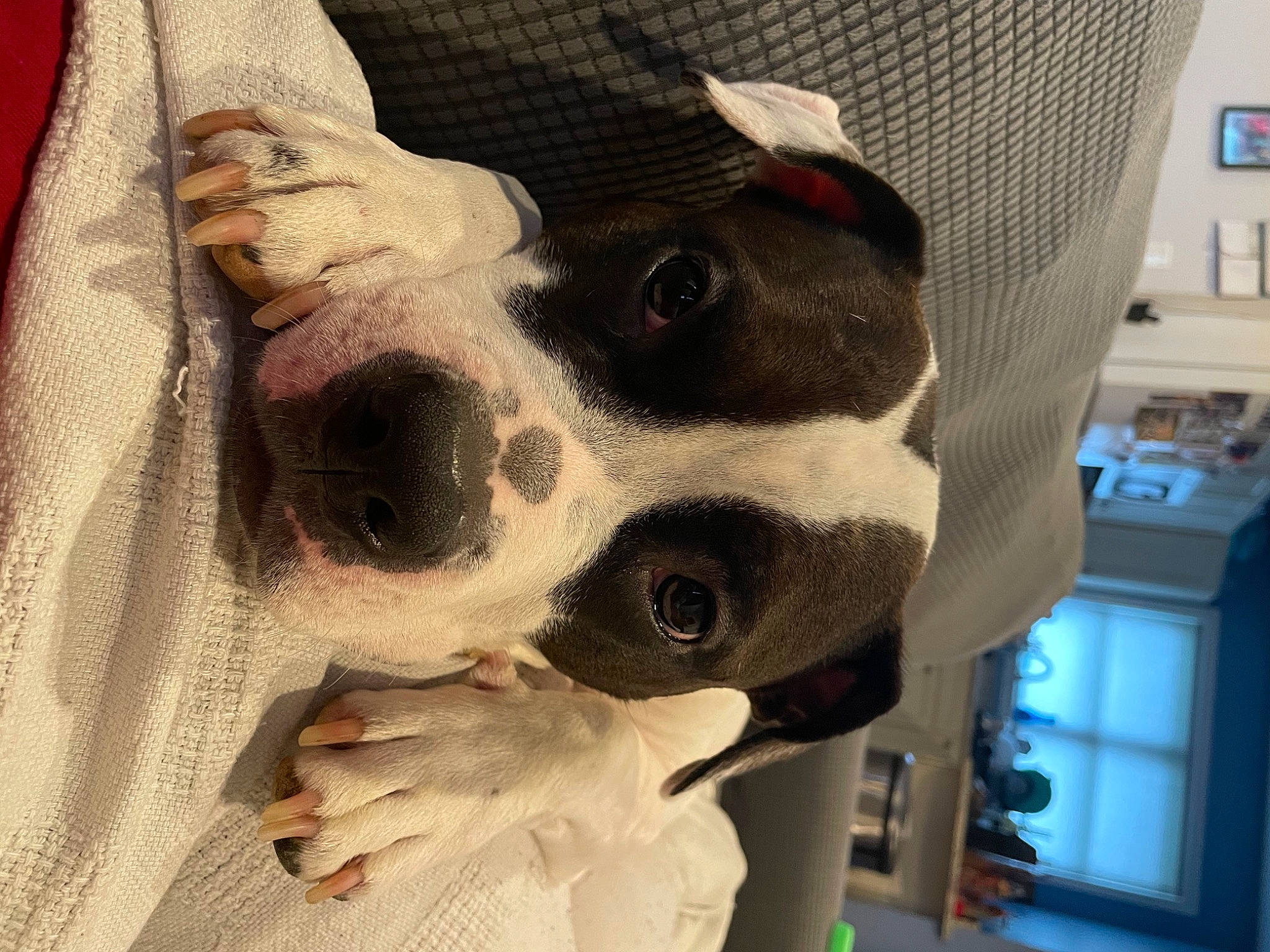 Cleo is registered to the contest to win money with this photo: bone, carnivore, companion_dog, dog, dog_breed, ear, eye, fawn, flesh, fur, gesture, head, jaw, linens, pattern, selfie, snout, sporting_group, whiskers, working_animal